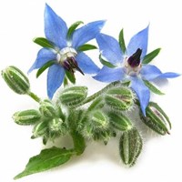 huile-vegetale-de-bourrache-bio-100ml