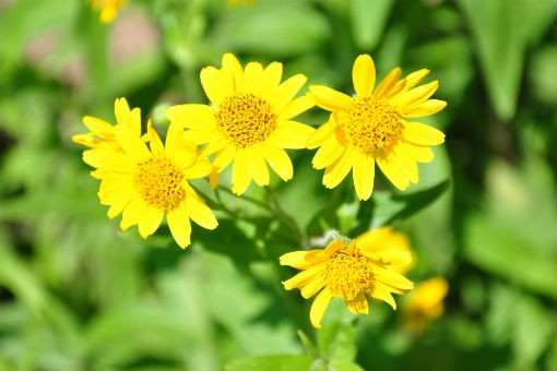 arnica